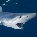 sharkshock