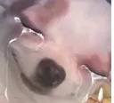 dogcry