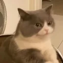 cat_13 Discord Emoji