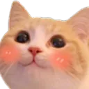 w_catblush Discord Emoji