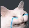 cat_crying