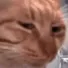 CatMeme