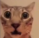 dumbcat
