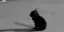 SadKitty SadKitty