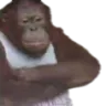 monkewifebeater