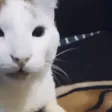 laughingcat