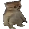 cat_stand