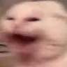g_catScream