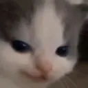 g_cat_heheevil