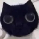 gato_looking