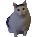 Cathuh catHuh Discord Emoji