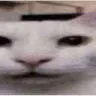 Squish_reaction