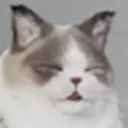 Psycat_Sleepy