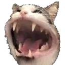 catspider catspider