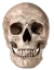 skull skull