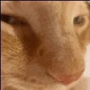 cat_sus