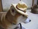 shibe_Swag
