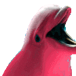 dolphin97