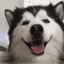 HappyHusky