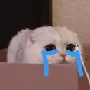 cat_cry