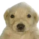 Jotchua