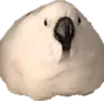 eggbirb