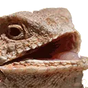 hehehe