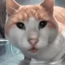 WhatTheJingles