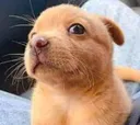 perrolol perrolol