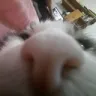 sniffer