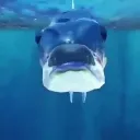guevofish
