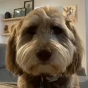 SadDog