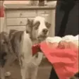 quinPTSD
