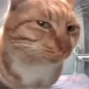 catstarejudging