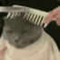 cat_combing_barber_cut