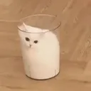 milk milk
