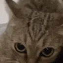 catPlease