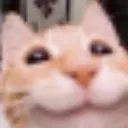 meow meow