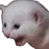 catScream