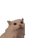 floof_catscreamhearts