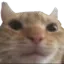 catstare