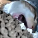 CHOMP