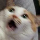 Gasp