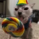 lelelecat