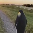 pensivepenguin