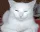 mewing