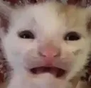 Catfrown Discord Emoji