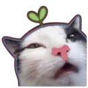 meowthink meowthink