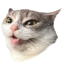 AirplaneCat