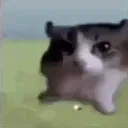 ca15gatoexplode
